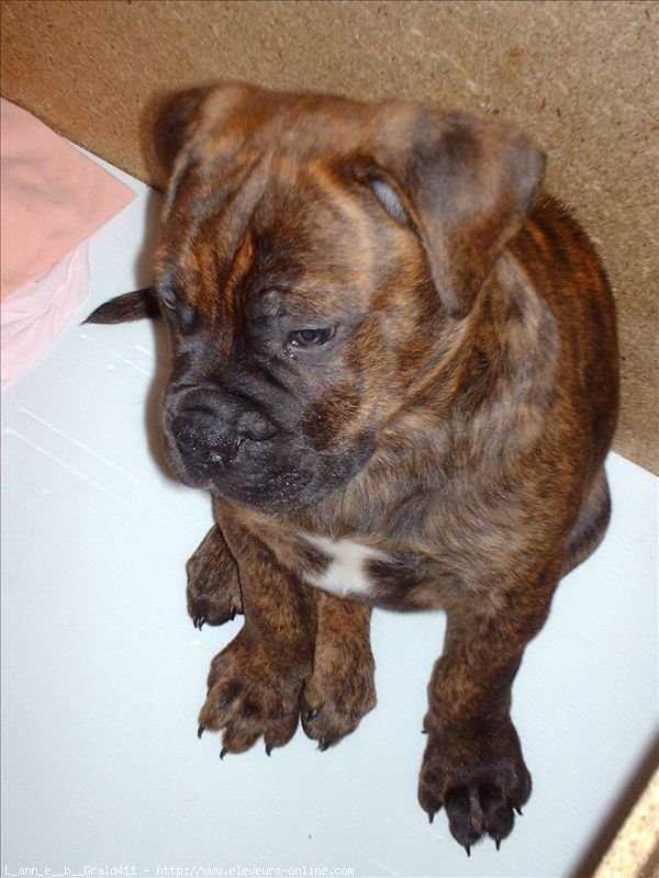 Photo de Bullmastiff