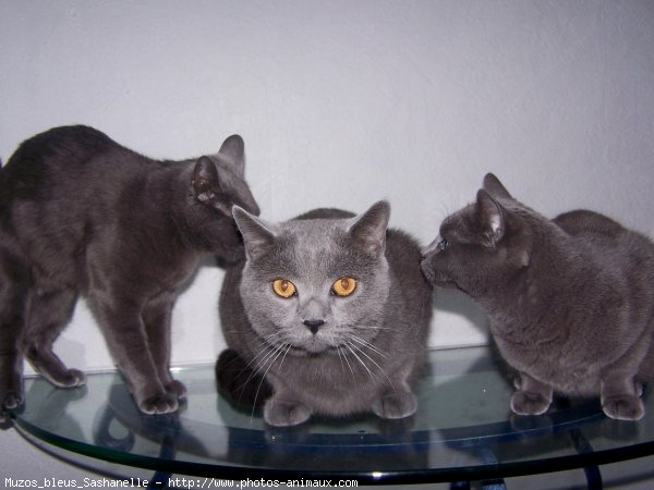 Photo de Chartreux