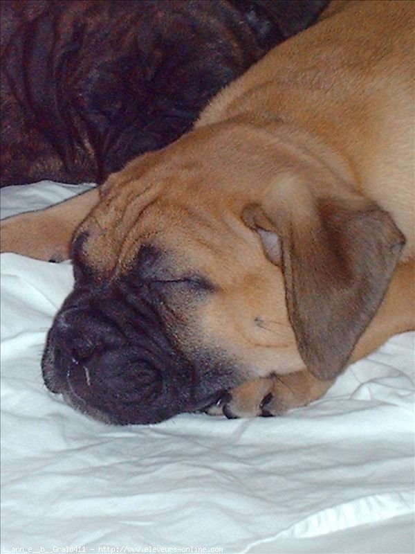 Photo de Bullmastiff