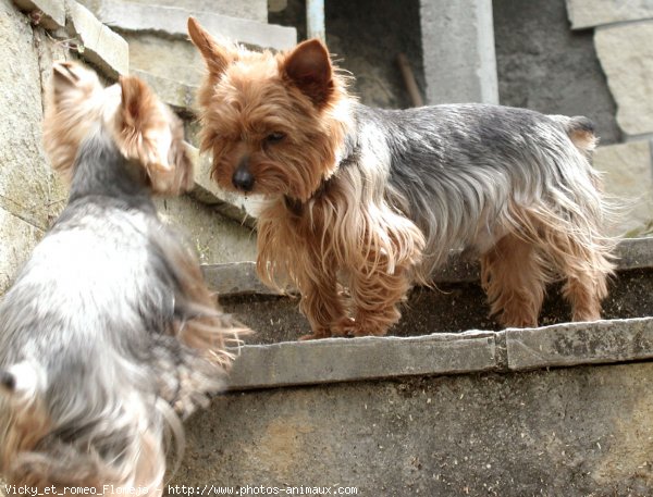 Photo de Yorkshire terrier