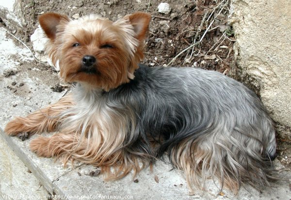 Photo de Yorkshire terrier