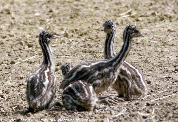 Photo de Races diffrentes