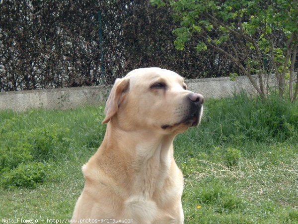 Photo de Labrador retriever