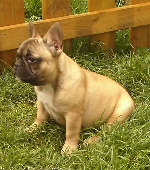 Photo de Bouledogue franais