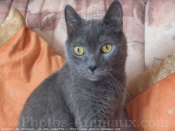 Photo de Chartreux