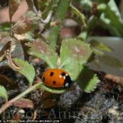 Photo de Coccinelle