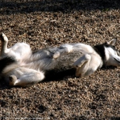 Photo de Husky siberien