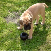 Photo de Bullmastiff