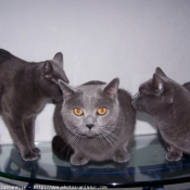 Photo de Chartreux