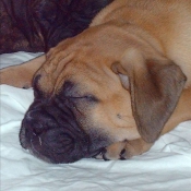 Photo de Bullmastiff