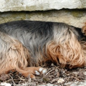 Photo de Yorkshire terrier