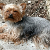 Photo de Yorkshire terrier