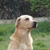 Photo de Labrador retriever