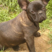 Photo de Bouledogue franais