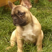 Photo de Bouledogue franais