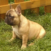 Photo de Bouledogue franais