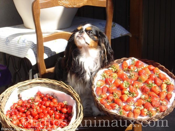 Photo de Cavalier king charles spaniel