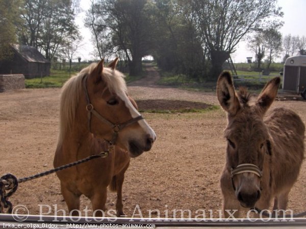 Photo de Races diffrentes