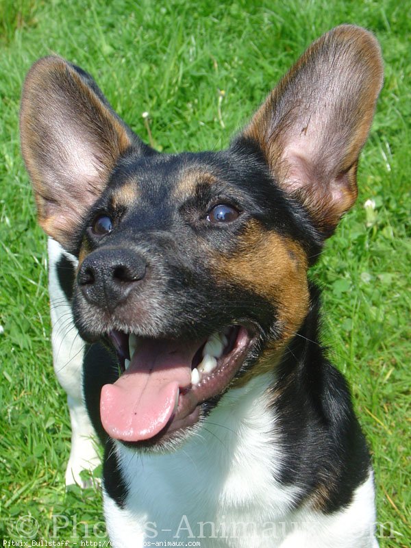 Photo de Jack russell terrier