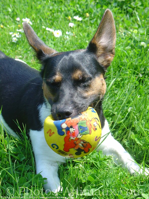 Photo de Jack russell terrier