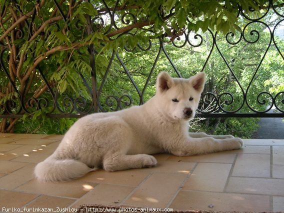 Photo d'Akita inu