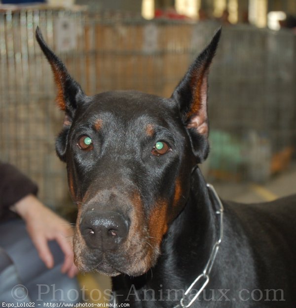 Photo de Dobermann