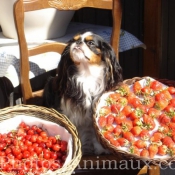 Photo de Cavalier king charles spaniel