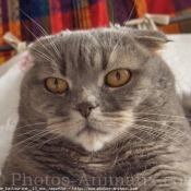 Photo de Scottish fold