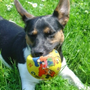 Photo de Jack russell terrier