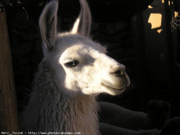 Photo de Lama