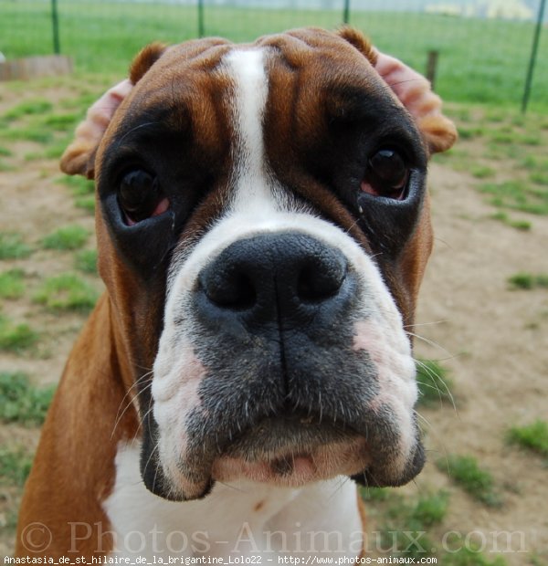 Photo de Boxer