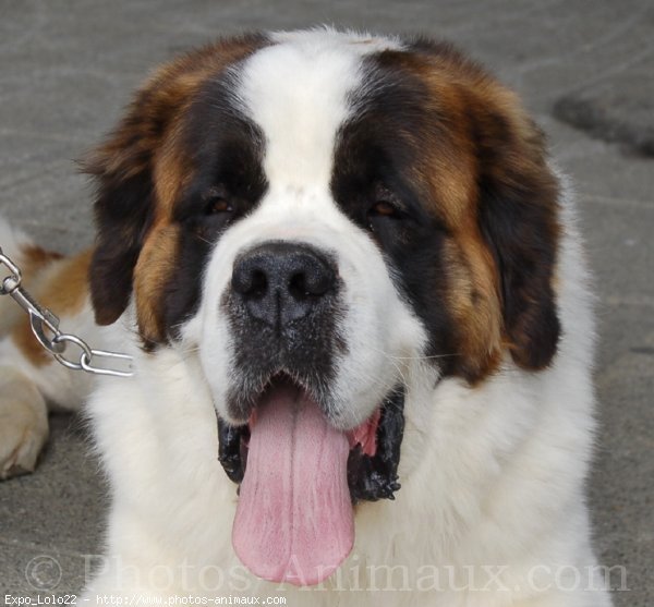 Photo de Saint-bernard poil long