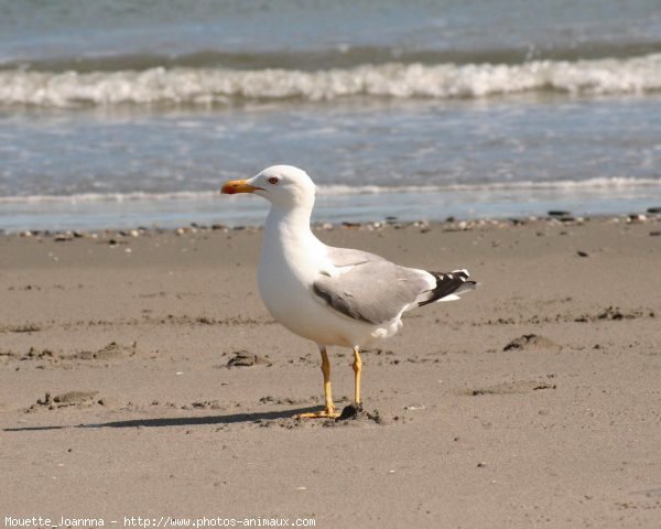 Photo de Mouette