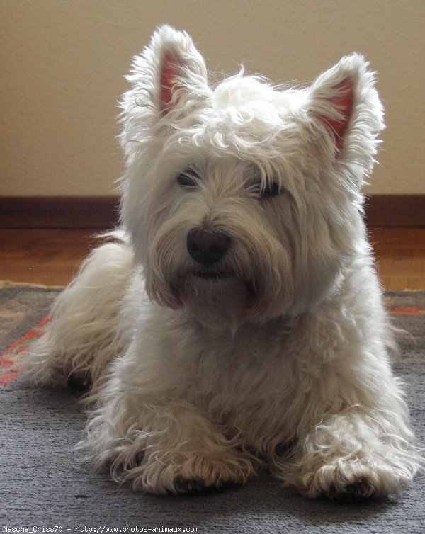 Photo de West highland white terrier