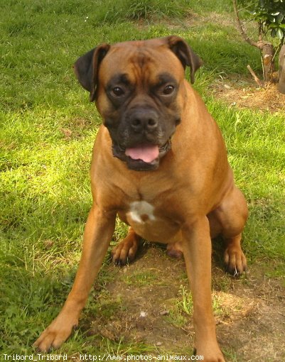 Photo de Boxer