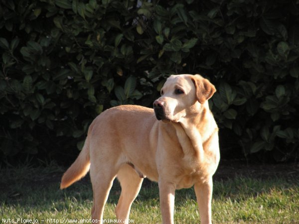 Photo de Labrador retriever