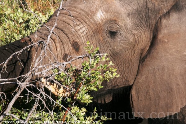 Photo d'Elphant d'afrique