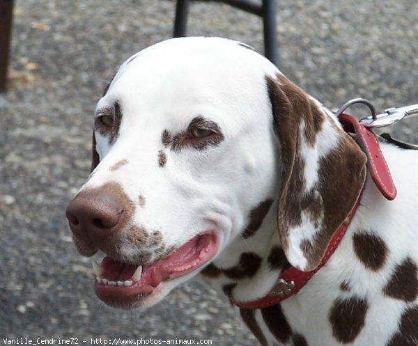 Photo de Dalmatien