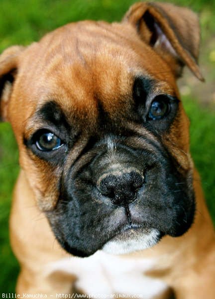 Photo de Boxer