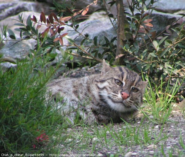 Photo de Chat viverrin  (pcheur)