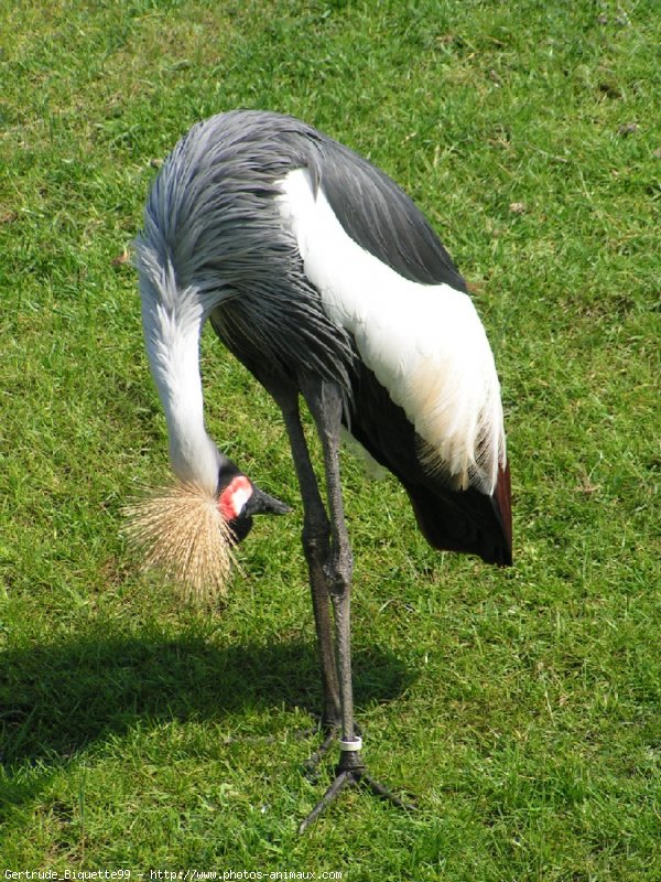 Photo de Grue