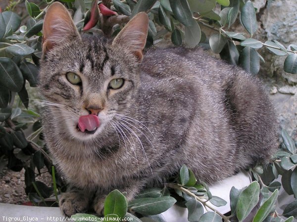 Photo de Chat domestique