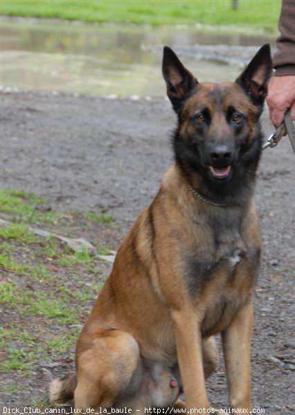 Photo de Berger belge malinois