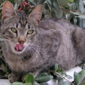 Photo de Chat domestique