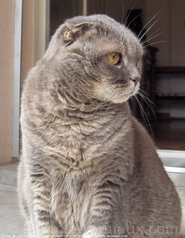 Photo de Scottish fold