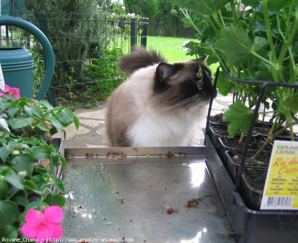 Photo de Ragdoll