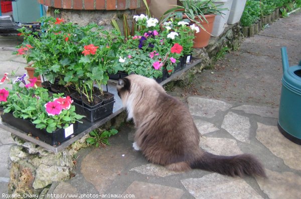 Photo de Ragdoll