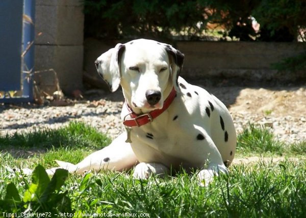 Photo de Dalmatien