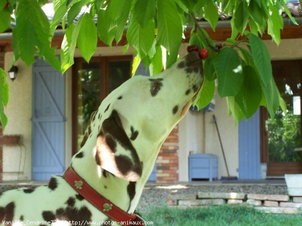 Photo de Dalmatien