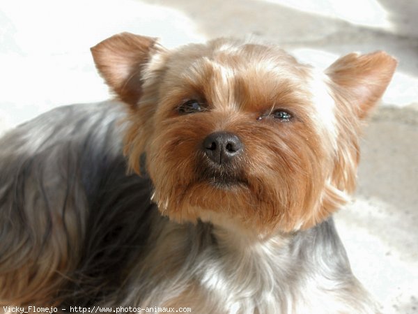 Photo de Yorkshire terrier